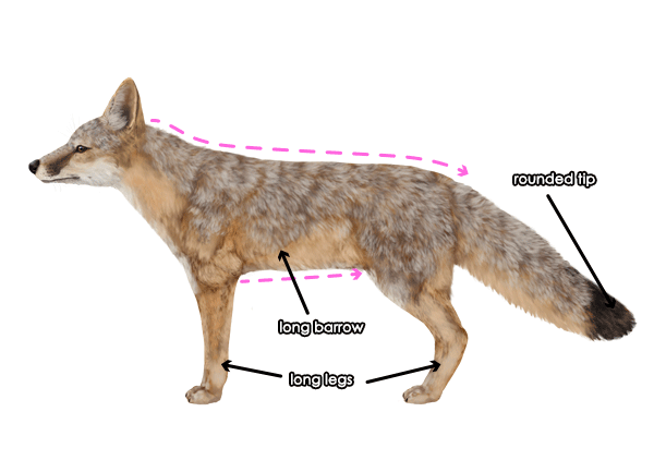 怎么画沙狐 狐狸怎么画一步一步教