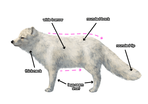 怎么画北极狐简单 北极狐画法教程图解