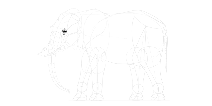 真正的大象怎么画一步一步教 真实大象画法