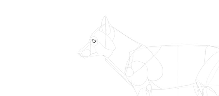 真实的狐狸怎么画简单 真实的狐狸画法教程