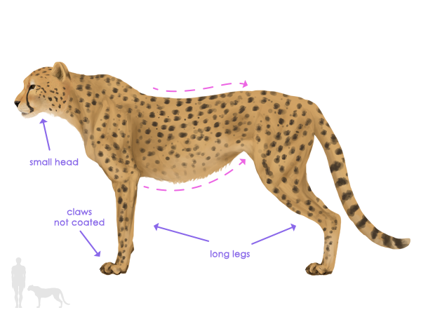 怎么画真实猎豹图片 画真实猎豹方法图解