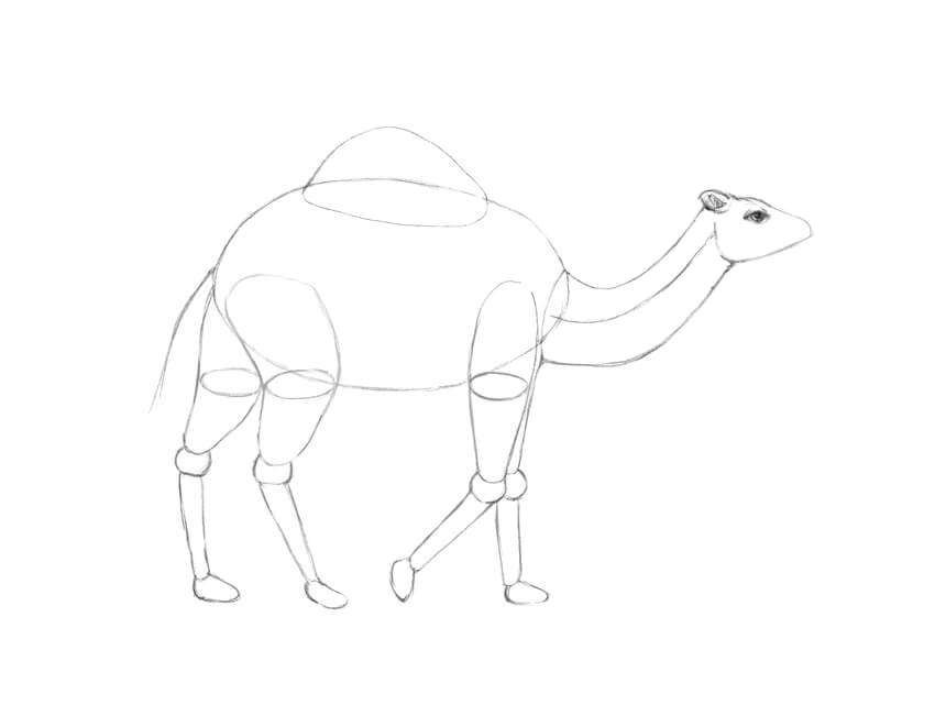怎么画单峰骆驼图 单峰骆驼画法