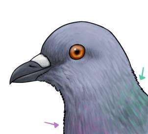 手绘画一只鸽子怎么画 画鸽子的最简单的画法