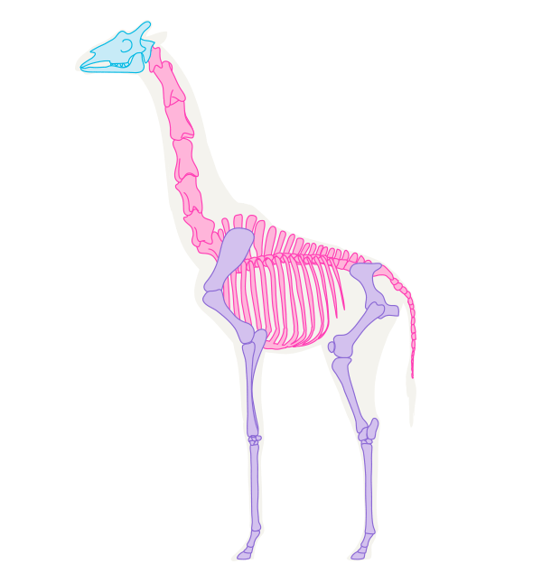 长颈鹿怎么画简单漂亮 画长颈鹿一步一步教案
