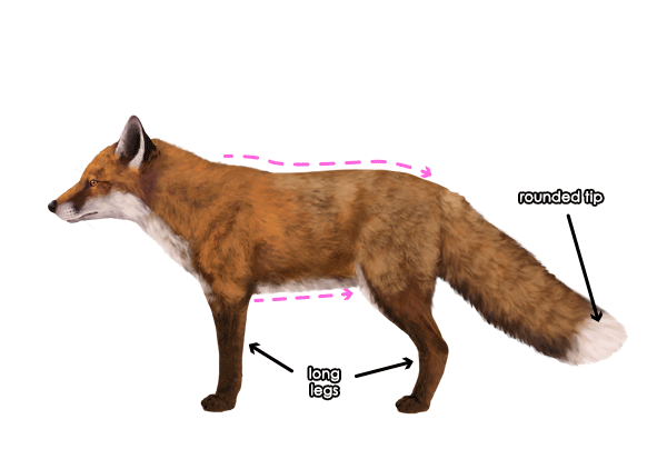 画一只简单的狐狸怎么画 狐狸怎么画一步一步教