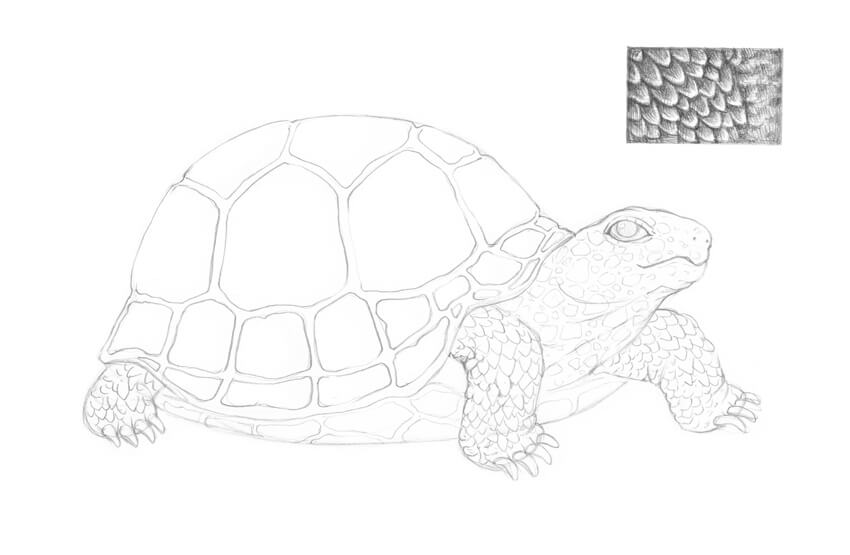 乌龟动漫素描图片