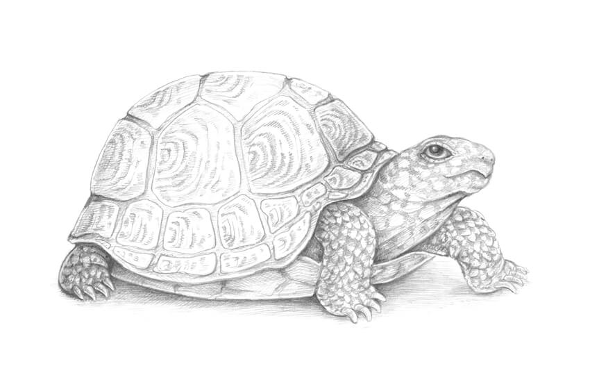 乌龟动漫素描图片