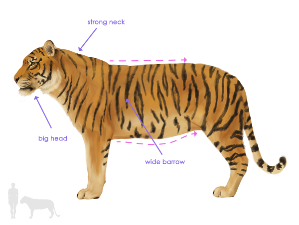 真实的老虎怎么画简单 画真实老虎的方法教程