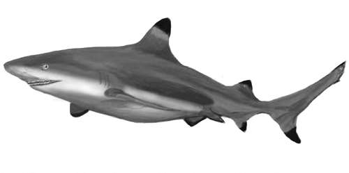 鲨鱼怎么画才真实又简单 真实鲨鱼画法