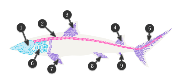 鲨鱼结构图介绍 鲨鱼怎么画真实又简单